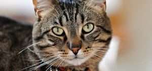 Печеночная недостаточность у кошек - что является ее причиной, симптомы и лечение патологии