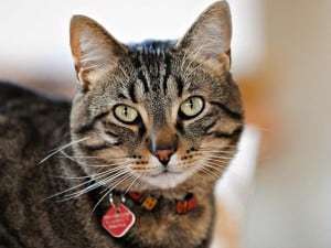 Печеночная недостаточность у кошек - что является ее причиной, симптомы и лечение патологии